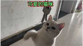 可爱猫咪 #超治愈的小萌猫