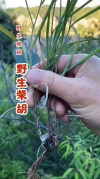 野生柴胡你们那里有吗？植物 健康 三农
