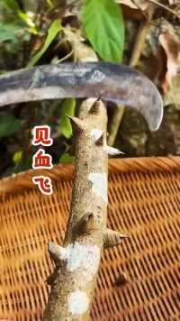 见血飞又叫飞龙掌血！健康 植物 三农