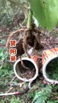 你们那里叫它什么名字？   健康 植物 