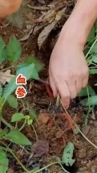 丹参又叫红娘子根血参等，你们叫它什么？  植物 三农 
