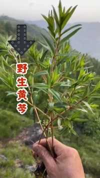 有比黄芩更苦的吗？  健康 三农 