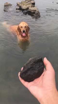 见过水下找东西的狗狗吗。这也太厉害了金毛跳水萌宠成精了越热越爱去挑战