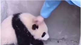 熊猫团子：别以为我是没脾气的，哼！大熊猫look别发呆
