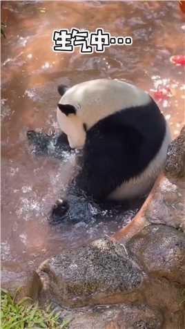 团子，你多生生气吧，让我们乐呵乐呵大熊猫你是恩赐也是劫