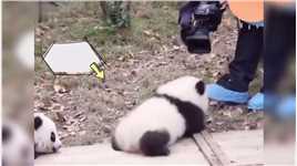 熊猫宝宝：我要生气啦！后果很严重！熊猫大熊猫地球最可爱
