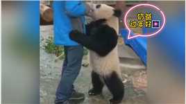 熊猫团子：奶爸，恭喜发财好吃的拿来大熊猫爱你发大财