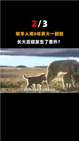狼是真的养不熟吗？08年内蒙牧羊人救下小狼，长大后意外发生了！#动物世界#狼#牧羊人 (2)