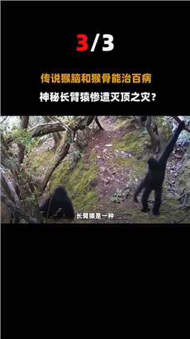 比大熊猫更珍稀的猴子？全中国不到200只，曾被当地人杀死取脑！#动物#猴子#中国 (3)