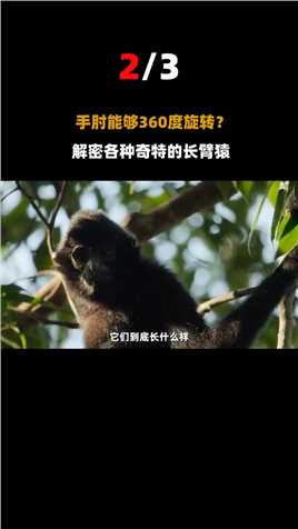 比大熊猫更珍稀的猴子？全中国不到200只，曾被当地人杀死取脑！#动物#猴子#中国 (2)