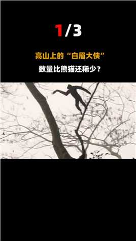 比大熊猫更珍稀的猴子？全中国不到200只，曾被当地人杀死取脑！#动物#猴子#中国 (1)