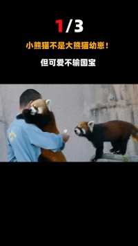 最感人的姐妹情！小熊猫奋力抢走食物，拼命投喂死去的好朋友！#动物#小熊猫#食物 (1)