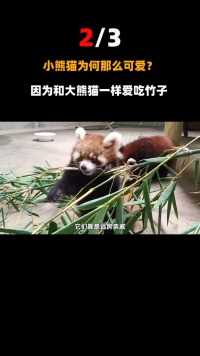 最感人的姐妹情！小熊猫奋力抢走食物，拼命投喂死去的好朋友！#动物#小熊猫#食物 (2)