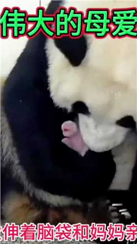 大熊猫妈妈忍受了三天的痛苦折磨！才将宝宝生了下来！