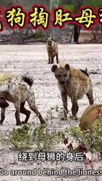 鬣狗群围攻落单的母狮！