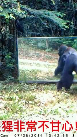 大猩猩把镜子里的大猩猩当成入侵者！