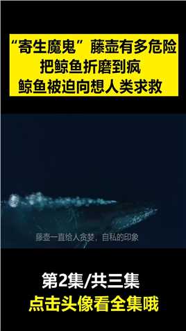 “寄生恶魔”藤壶有多危险？把鲸鱼折磨到疯，鲸鱼被迫向人类求救 (3)