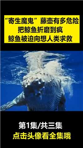 “寄生恶魔”藤壶有多危险？把鲸鱼折磨到疯，鲸鱼被迫向人类求救 (1)