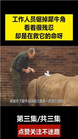 工作人员锯掉犀牛角，看着很残忍，实际是在救它的命呀 (3)