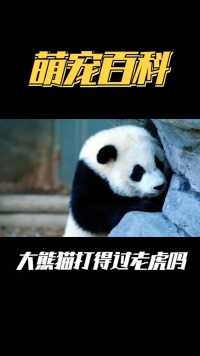 大熊猫在野外遇到老虎，有没有一战之力#国宝熊猫#国宝不愧是国宝#科普一下