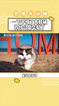 猫咪版甄嬛传！大胖橘真的最爱华妃呀~