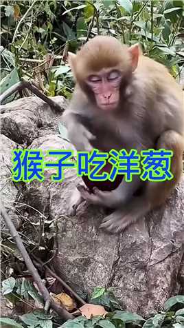 猴子吃洋葱