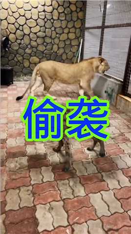 鬣狗偷袭狮子.
