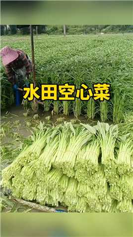 在水田里种植空心菜。