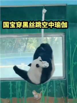 起猛了，国宝熊猫竟然穿黑丝给我跳舞，空中瑜伽你想不到的玩法#萌宠成精了#大熊猫#熊猫#跳舞