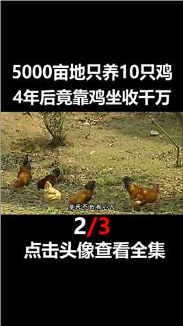 湖南男子5000亩地只养10只鸡，4年后竟靠鸡坐收千万农村散养土鸡鸡生态散养土鸡致富经..