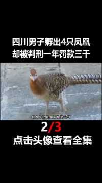 四川男子捡到6枚蛋，孵出4只凤凰，却被判刑一年罚款三千动物保护动物白腹锦鸡鸟类2
