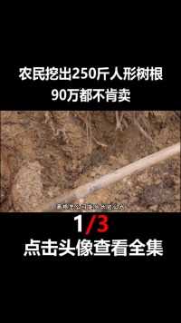 四川农民挖出250斤人形树根，90万都不肯卖，这是什么宝贝葛根中药人参野生葛根