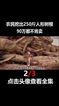 四川农民挖出250斤人形树根，90万都不肯卖，这是什么宝贝葛根中药人参野生葛根3
