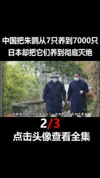 神鸟朱鹮，中国从7只养到7000只，日本却把它们养到灭绝动物鸟类朱鹮保护动物生态2