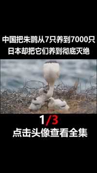 神鸟朱鹮，中国从7只养到7000只，日本却把它们养到灭绝动物鸟类朱鹮保护动物生态