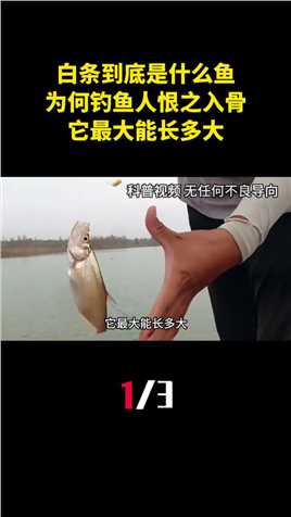 白条到底是什么鱼？为何让钓鱼人恨之入骨，它最大能长多大？（1）钓鱼白条鱼户外钓鱼科普