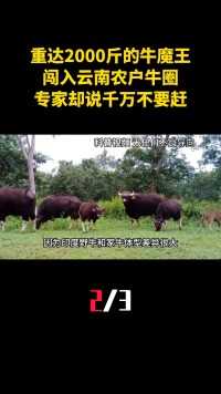 重达2000斤的牛魔王，闯入云南农户牛圈，专家却说千万不要赶？（2）#野牛#牛魔王#印度野牛