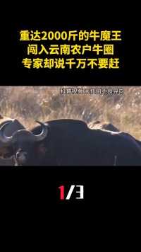重达2000斤的牛魔王，闯入云南农户牛圈，专家却说千万不要赶？（1）#野牛#牛魔王#印度野牛