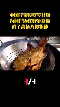 中国吃货爱吃罗非鱼，为何它还在野外泛滥，成了高危入侵物种？（3）#罗非鱼#美食#生物泛滥#冷知识