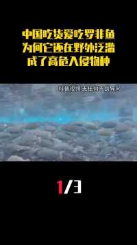中国吃货爱吃罗非鱼，为何它还在野外泛滥，成了高危入侵物种？（1）#罗非鱼#美食#生物泛滥#冷知识