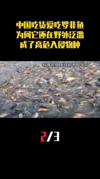 中国吃货爱吃罗非鱼，为何它还在野外泛滥，成了高危入侵物种？（2）#罗非鱼#美食#生物泛滥#冷知识