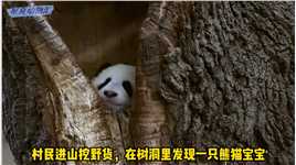 树洞里发现两只熊猫宝宝，呆萌可爱又乖巧，正等待妈妈觅食回来#大熊猫 #野生大熊猫 #来这吸熊猫 #熊猫宝宝 #国宝熊猫.mp4

