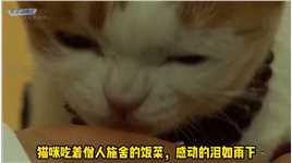 小奶猫被师父救助后，3年间每天在寺院里吃斋念佛，成了名副其实的猫和尚#万物皆有灵 #我和流浪猫的故事 #动物救助 #流浪猫 #记录猫咪日常.mp4




