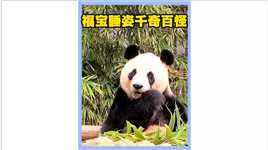 熊猫福宝日常的一天，睡姿千奇百怪惹人爱#关爱国宝大熊猫 #各地熊猫整活日常 #大熊猫.mp4

