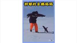 小企鹅不幸被同类相残，企鹅妈妈思念孩子走向极端#野生动物零距离 #动物世界 #企鹅 #母爱不分物种 #感人一幕.mp4

