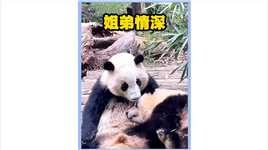 熊猫花花的弟弟也是个暖男，照顾姐姐无微不至#熊猫花花 #关爱国宝大熊猫.mp4

