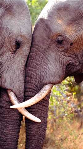 大象贴贴狮子贴贴竟然有这么可爱温柔的一面   #野生动物零距离   #动物随手拍 #猛兽   #野生动物摄影