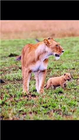 小狮子怎么那么阔爱呢   #狮子   #野生动物零距离    #动物随手拍   #猛兽   #野生动物摄影  