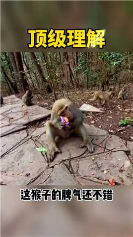 野生猴子搞笑视频   11省学指南