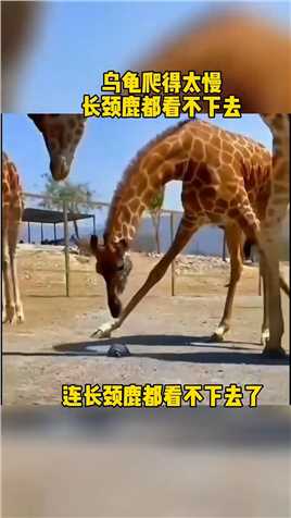 长颈鹿动物世界